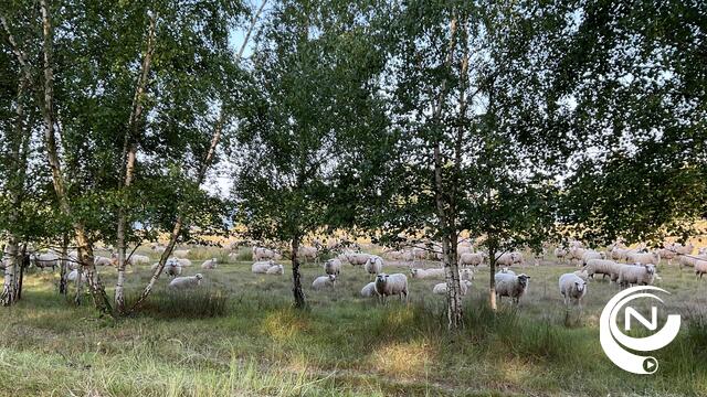 Tientallen schapen gestolen uit weides in Mol Ezaart: "Financieel verlies loopt op tot €6.000"