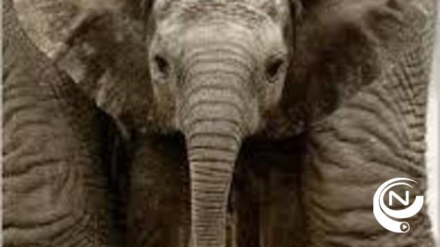 Baby-olifantje geboren in Planckendael