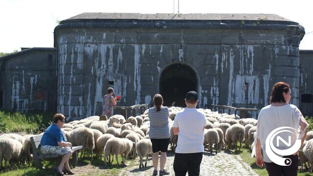 Wandel mee met een kudde schapen van de Kesselse heide naar het fort van Kessel