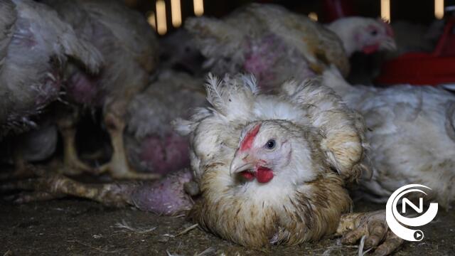  Gaia filmt dierenleed in kippenkwekerijen - schokkende beelden