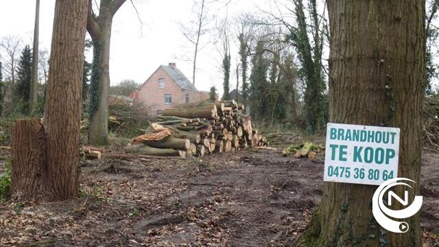 Herentals Bomenstad woedend om kappen alle bomen in verkaveling Moser 