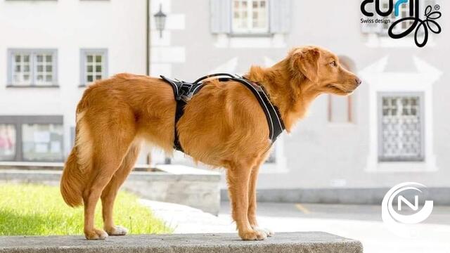 Hond in de wagen is bij ongeval dodelijk projectiel: zo kan je je viervoeter veilig vastklikken