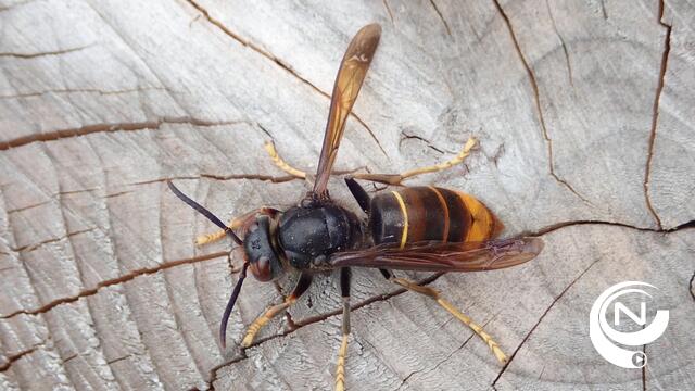 Help mee uitkijken naar nesten van de Aziatische hoornaar: "Als we ze nu aanpakken, voorkomen we hoornaarbom"