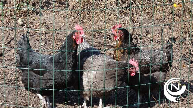  "Pano" ontdekt salmonella in kippenworst: hoe verwerkt vlees de regels omzeilt en Belgische boeren bedreigt