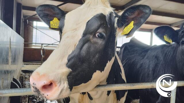 Melktankwagen kantelt aan veebedrijf in Heiken Vorselaar: verlies van 30.000 liter melk 