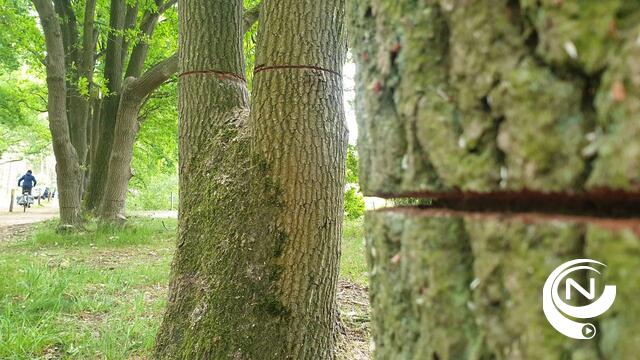 Bomenvandalisme in natuurgebied De Liereman : 177 bomen ingezaagd - vid