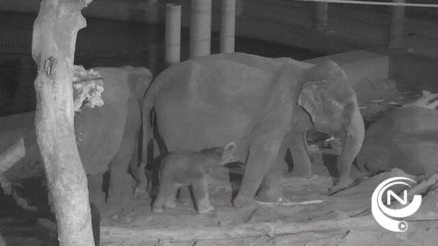 Planckendael heeft nieuw baby-olifantje Qiyo