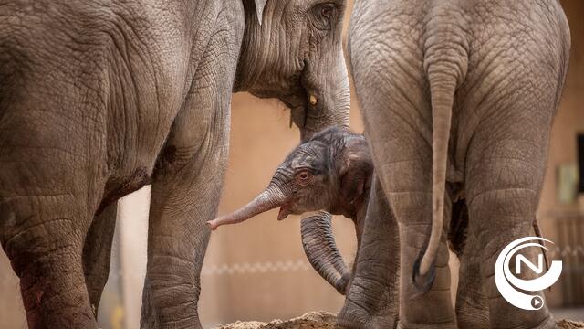 Kai-Mook, de eerste Belgische olifant, is mama