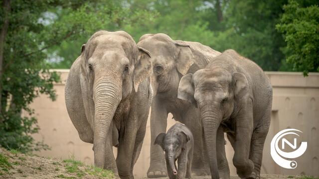 Opnieuw olifantje gestorven in Planckendael
