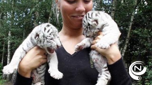 3 tijgerwelpjes geboren in Olmense Zoo
