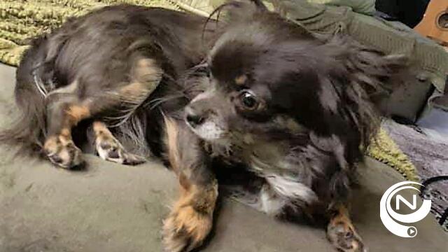 Hondje Jules vermist zwarte Chihuahua in buurt Stadspoortstraat-E. Claesstraat (1)