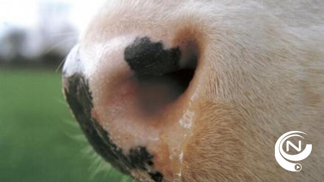 Melk- en rundveehouders houden hart vast na ontdekking rundertuberculose in Meeuwen 