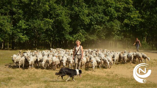 Honden herder slikken brokken vergiftigd vlees in Herentals 