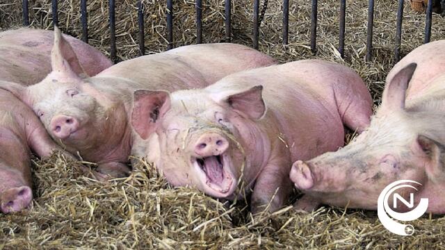 Kempense varkensboeren in zware nood : Minister Crevits voorziet Vlaams steunpakket