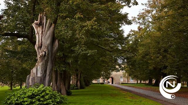 4 monumentale bomen aan de lindendreef van de abdij van Tongerlo krijgen een verzorgingskuur