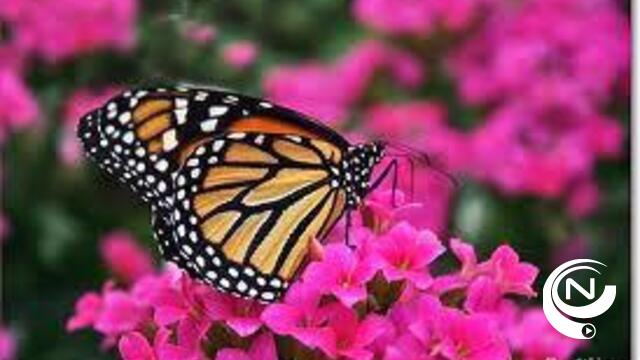 Tel eens de gehakkelde aurelia of de atalanta tijdens vlindertelweekend