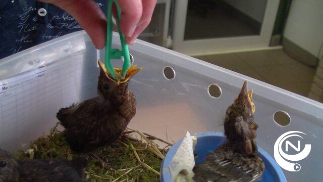 Vogelopvangcentrum (VOC) Herenthout overstelpt met zieke merels 