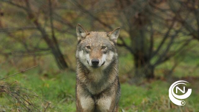 Wolf bijt schaap dood in Berlaar, vandaag gespot in Grobbendonk (3)