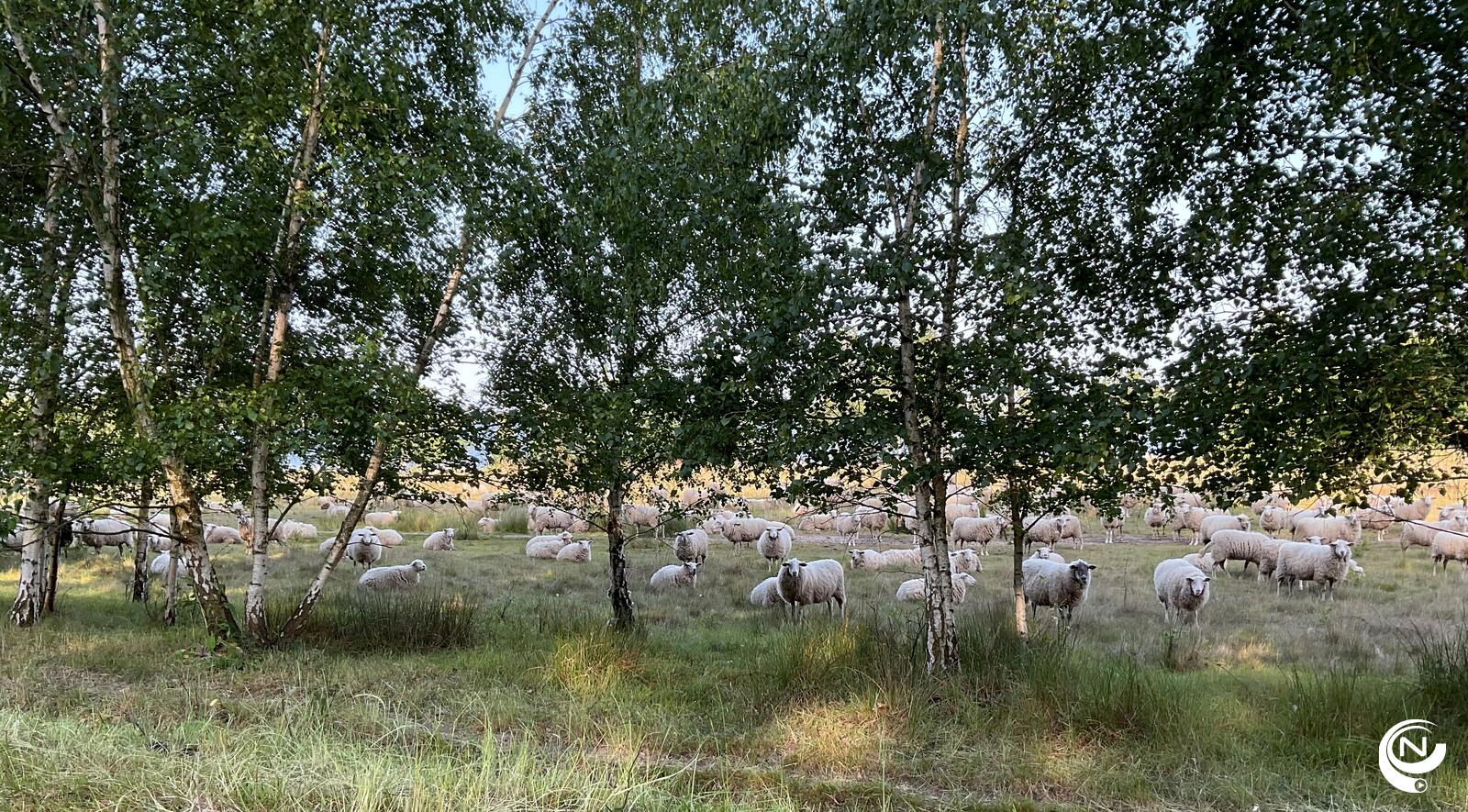 Kemp schapen