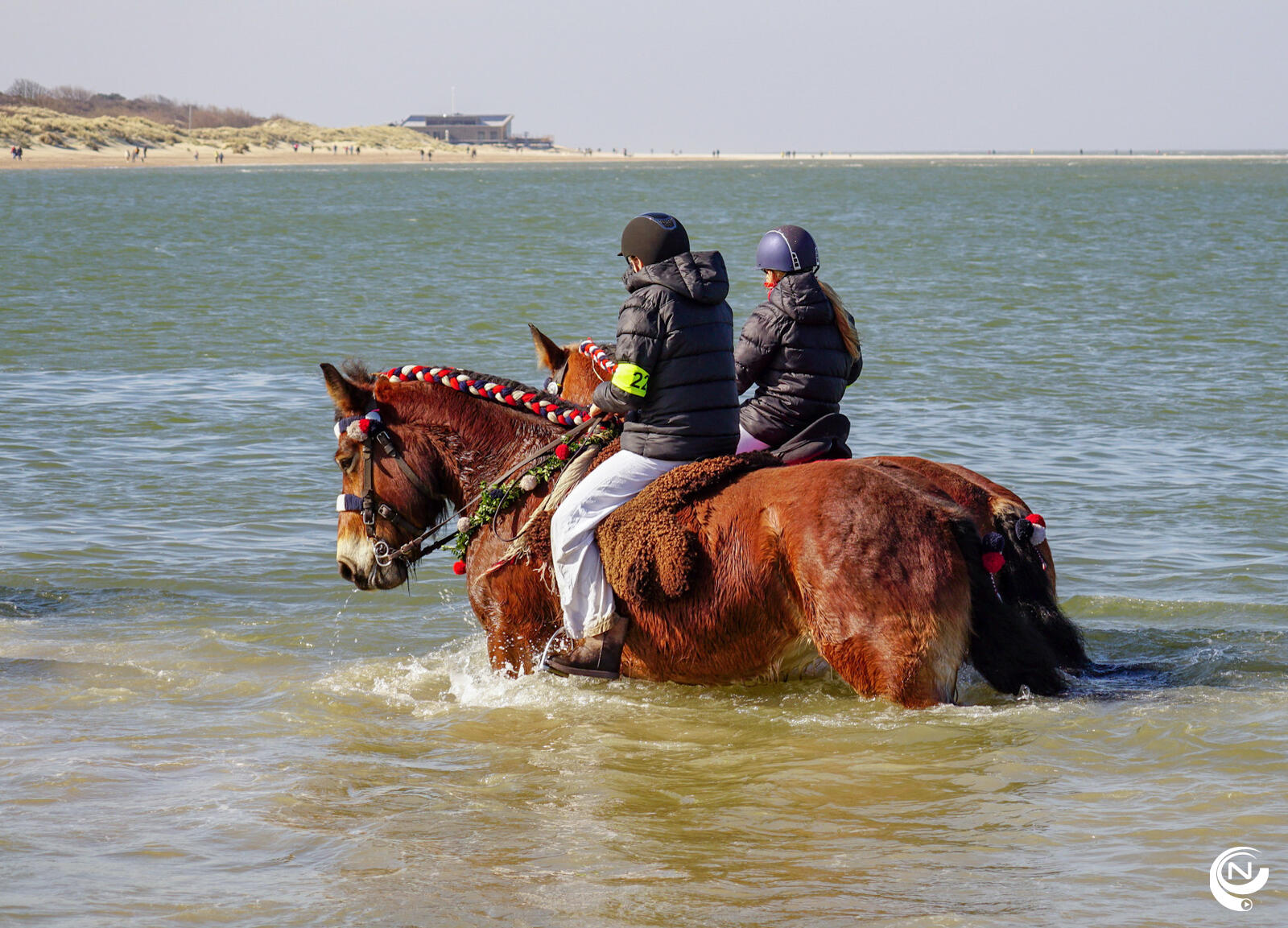 Tips4Trips Schouwen Duiveland paarden