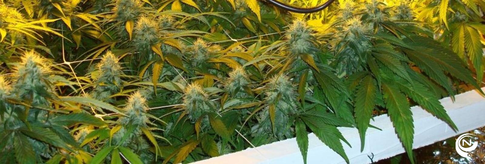 Cannabis foto rr pol