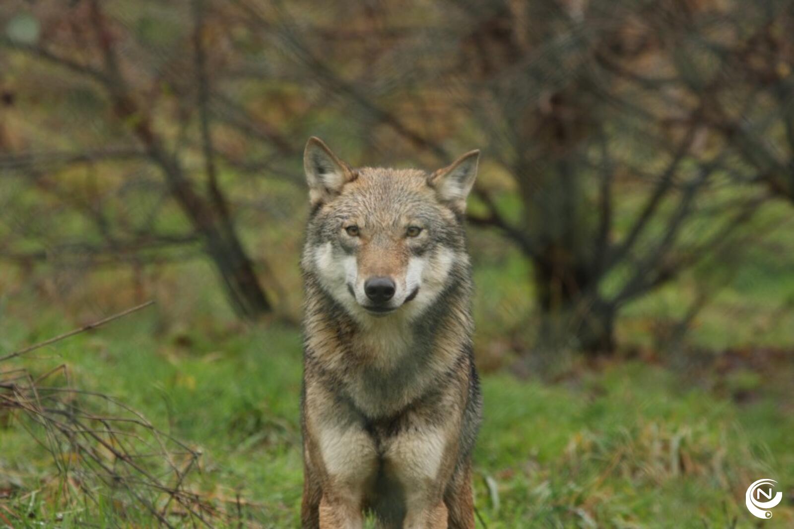 wolf foto Limbourg