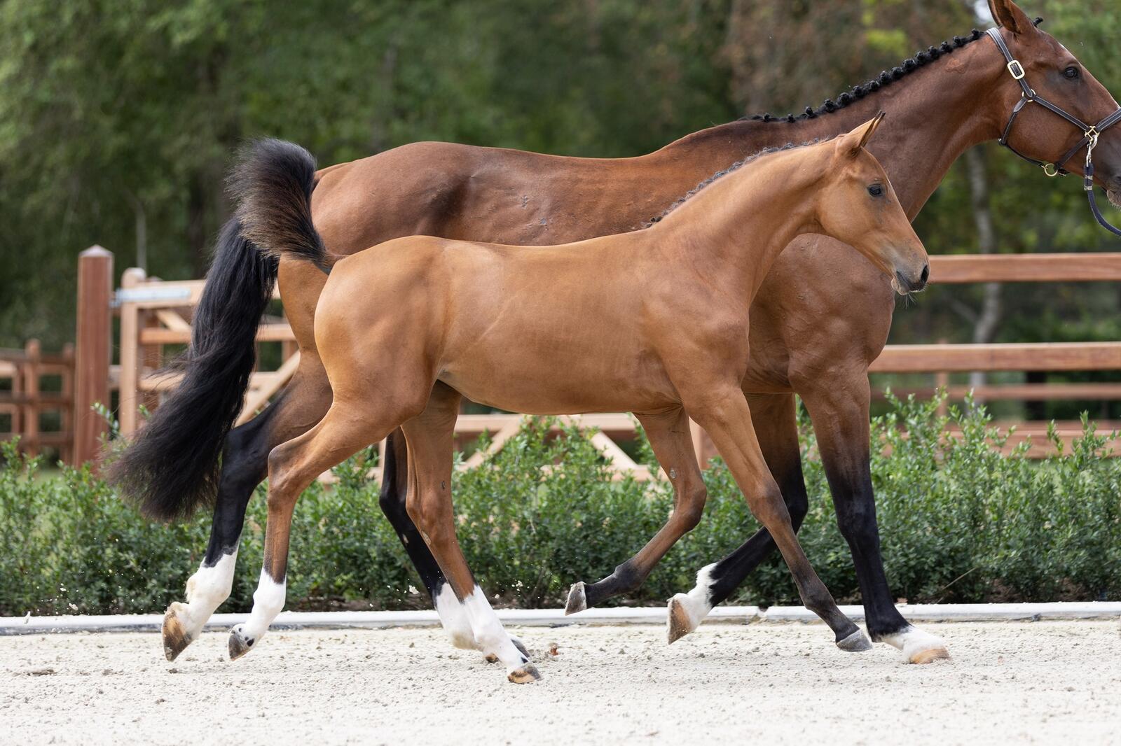 paardenveiling Equbreeding.auction