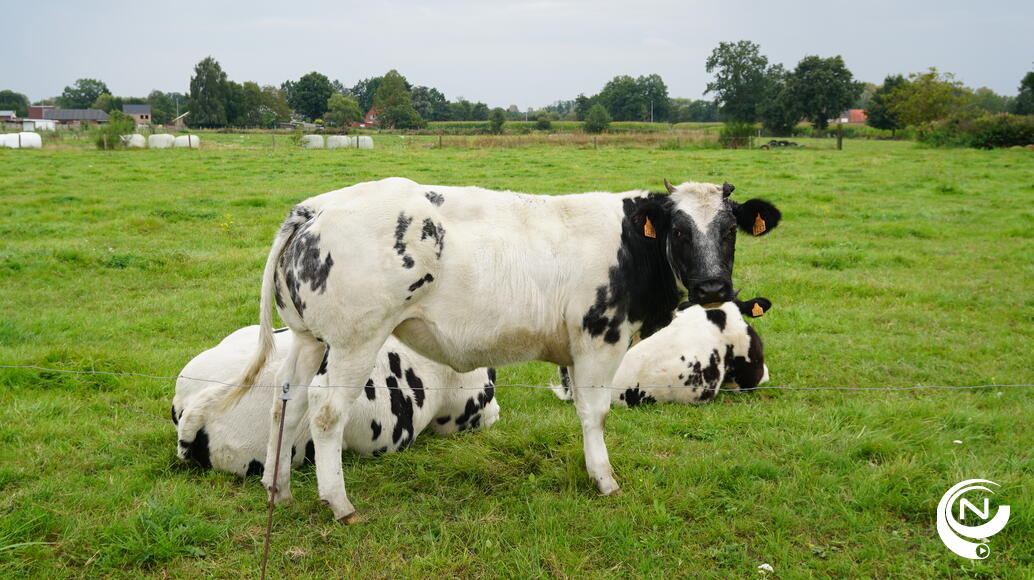 Koeien in de wei in Heultje - foto NNieuws