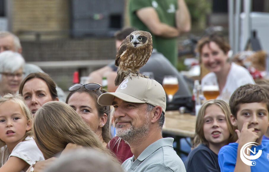 opvallende roofvogelshow valkerij Haristo : Vorselaar bruist