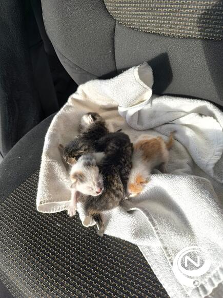 IOK team redt 5 kittens uit papiercontainer in Mol