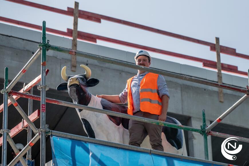 'Koe op het dak luidt hoogste punt nieuw gemeentehuis Olen in'