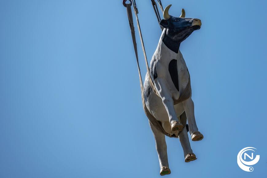 'Koe op het dak luidt hoogste punt nieuw gemeentehuis Olen in'
