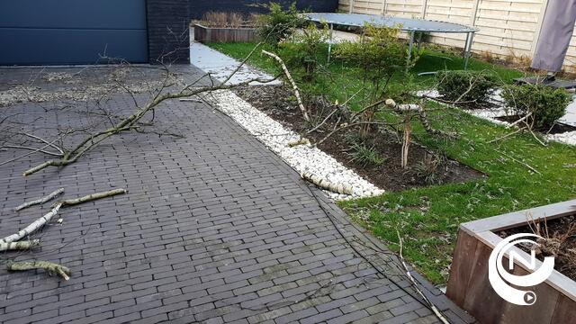 Stevige windstoten vellen boomtakken in Wuytsbergen : storm op komst