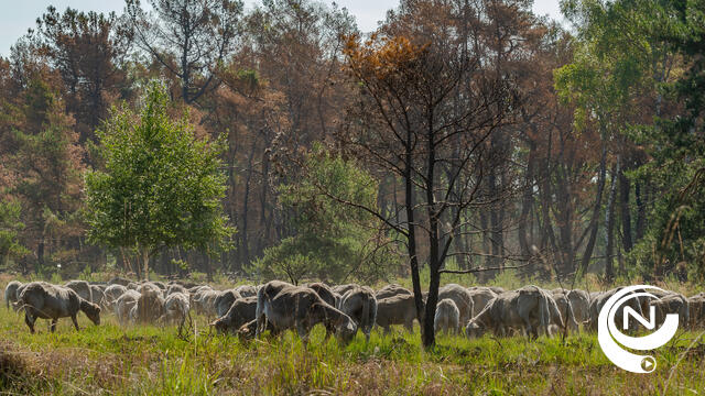 Schapen ondersteunen natuurbeheer in PIME-tuin