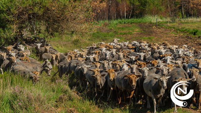 120 schapen van Kemp vzw begrazen oevers Kanaalplas Mol