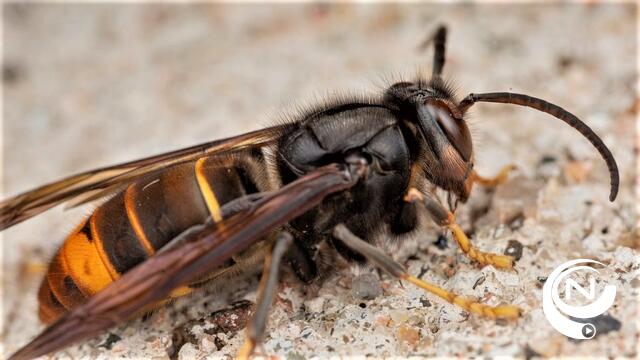 Hoornaars (wespen) vallen wandelaars in Lier aan : 1 persoon gereanimeerd