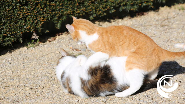 Dierenspeciaalzaak Cats & Dogs waarschuwt voor slechte kwaliteitsproducten op de markt