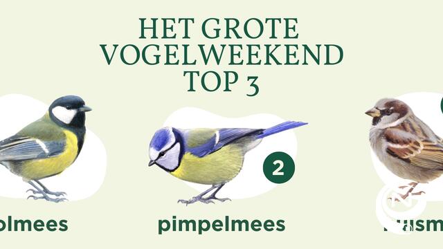 Pimpelmees overwintert massaal in Vlaamse tuinen, huismus gaat verder achteruit