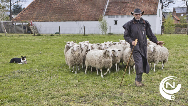 Boeiende Erfgoeddag : herder Marc Grimon en hond Sue met prachtige demonstraties schapendrijven - extra foto's