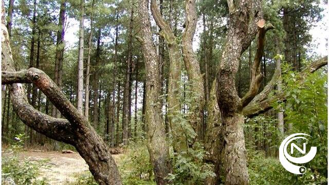 Achtzalighedenboom blijkt liefst 190 jaar oud te zijn