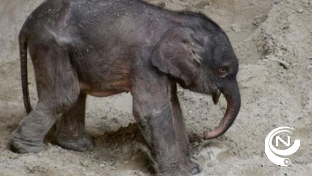 Baby-olifantje Q opnieuw apart gezet in Planckendael 