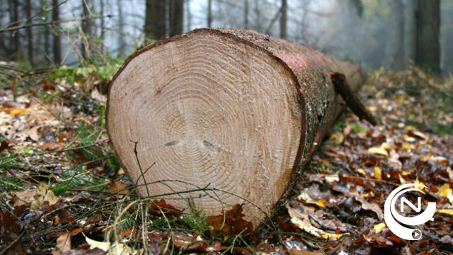 Bosgroep Kempen laat dennenbossen op Teunenberg uitdunnen