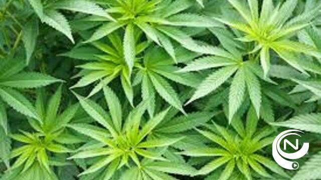 Wijkagent ontdekt cannabisplantage met 739 planten