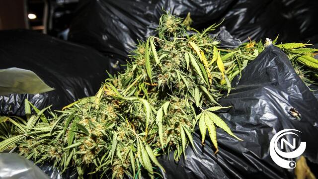 Nederlander opgepakt bij vondst van cannabisplantage in Arendonk