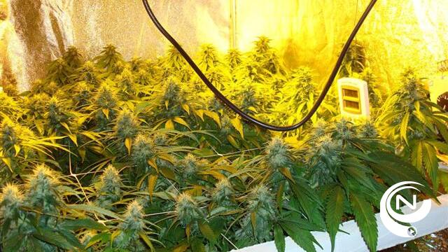 Cannabisplantage ontmanteld in Eindhout