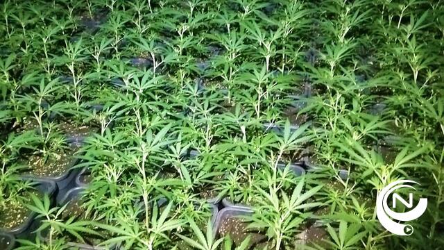 Cannabis hangt te drogen in Turnhoutse Pinksterkerk...  2 verdachten uit Turnhout opgepakt