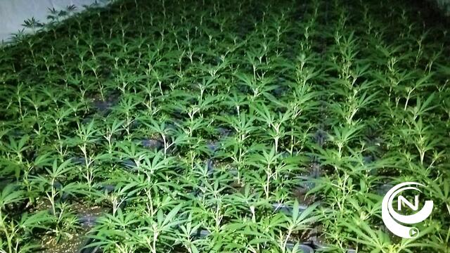 Politiezone Geel-Laakdal-Meerhout rolt cannabisplantage van 900 planten op aan Pas centrum Geel