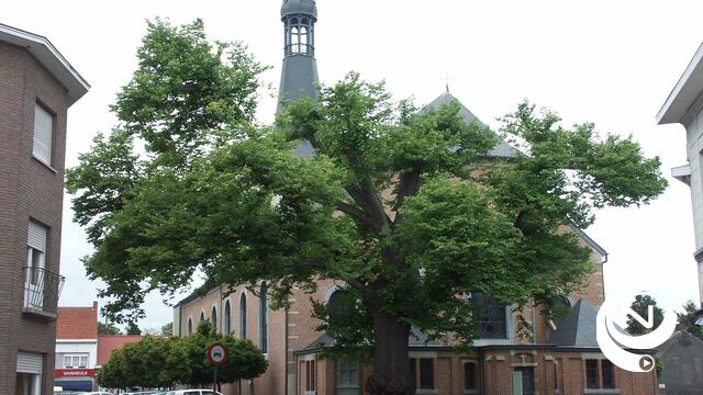 Itegemse dorpslinde door Vlaanderen beschermd monument 