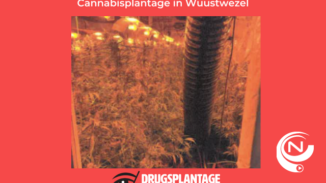 20-er aangehouden na vondst cannabisplantage in Wuustwezel
