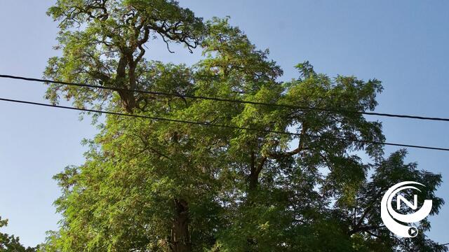 Stem op de Kapellekensboom van Heidehuizen als ‘Boom van het Jaar’